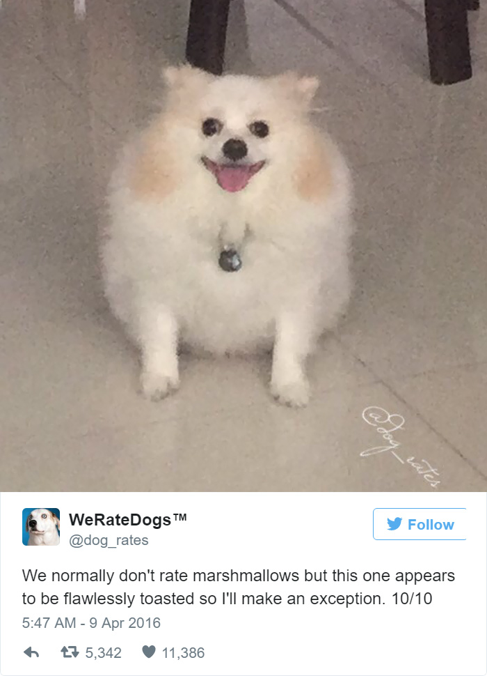This Twitter Account Rates Dogs And It’s Hilarious This Twitter Account Rates Dogs And It’s Hilarious