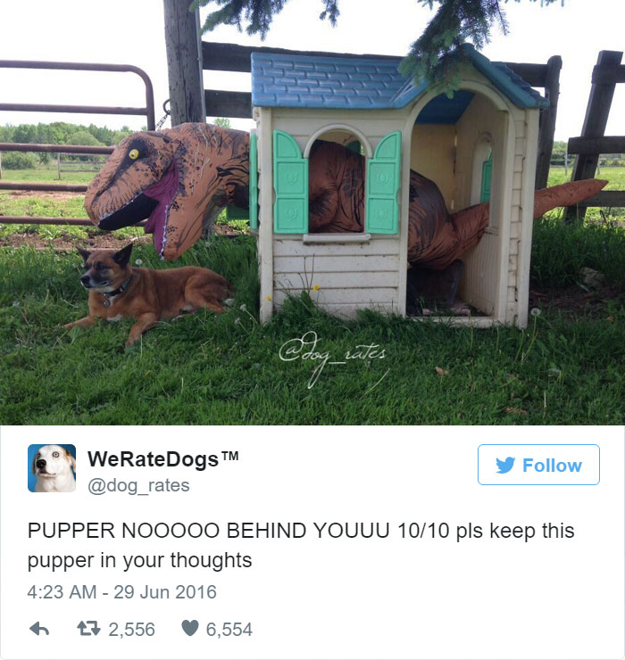 This Twitter Account Rates Dogs And It’s Hilarious This Twitter Account Rates Dogs And It’s Hilarious