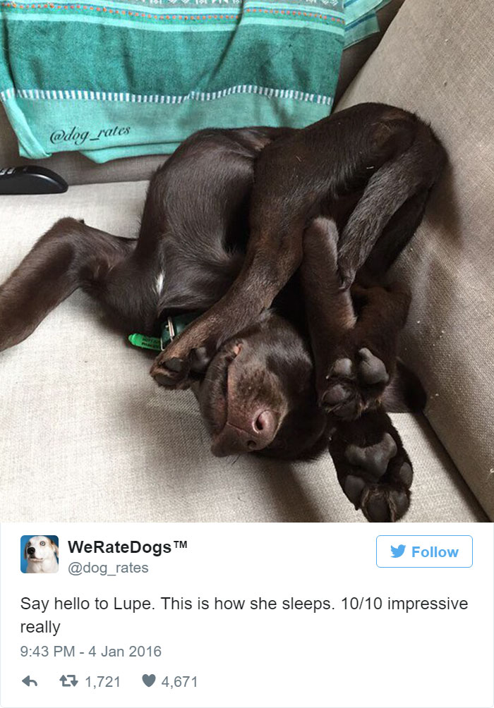 This Twitter Account Rates Dogs And It’s Hilarious This Twitter Account Rates Dogs And It’s Hilarious