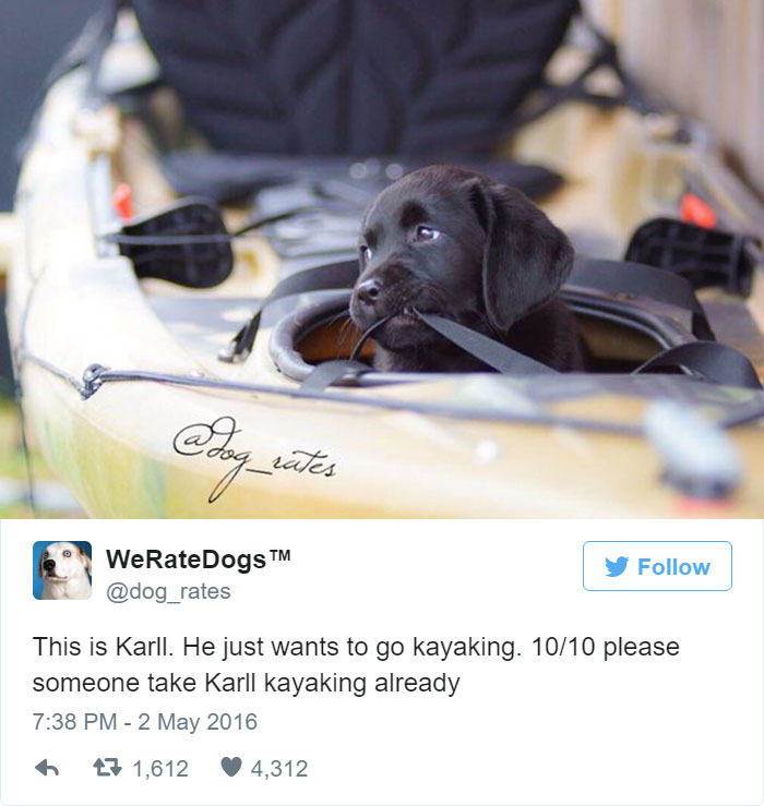 This Twitter Account Rates Dogs And It’s Hilarious This Twitter Account Rates Dogs And It’s Hilarious