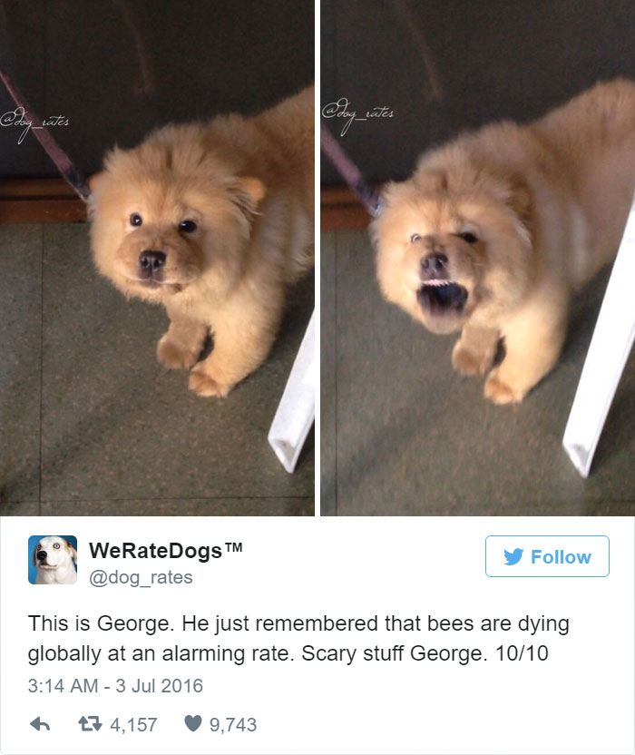 This Twitter Account Rates Dogs And It’s Hilarious This Twitter Account Rates Dogs And It’s Hilarious