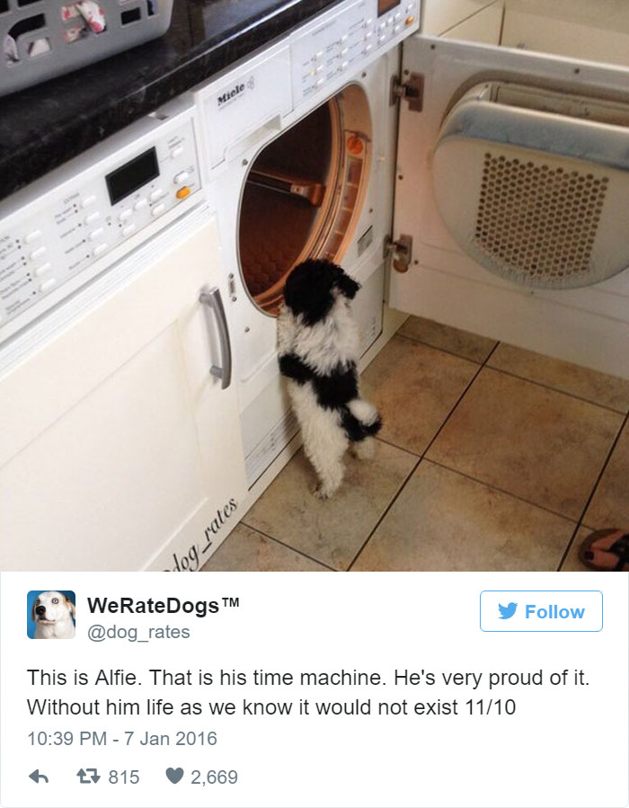 This Twitter Account Rates Dogs And It’s Hilarious This Twitter Account Rates Dogs And It’s Hilarious