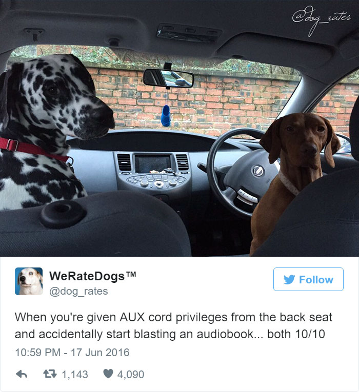 This Twitter Account Rates Dogs And It’s Hilarious This Twitter Account Rates Dogs And It’s Hilarious