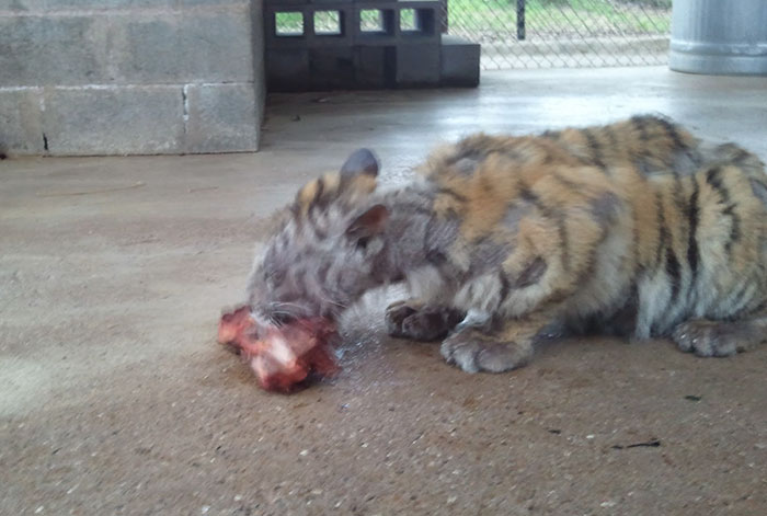 Sick Tiger Cub Weighting Only 1/4 Of Normal Weight, Gets Rescued From Circus, Makes Incredible Recovery