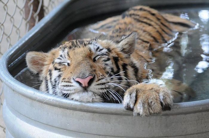Sick Tiger Cub Weighting Only 1/4 Of Normal Weight, Gets Rescued From Circus, Makes Incredible Recovery