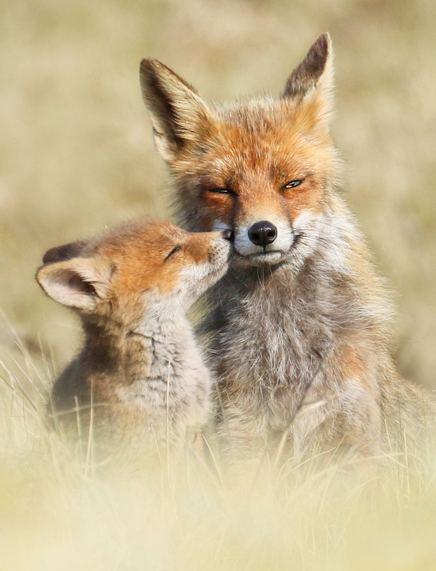 Photographer Reveals Rarely Seen Side Of Wild Foxes Photographer Reveals Rarely Seen Side Of Wild Foxes