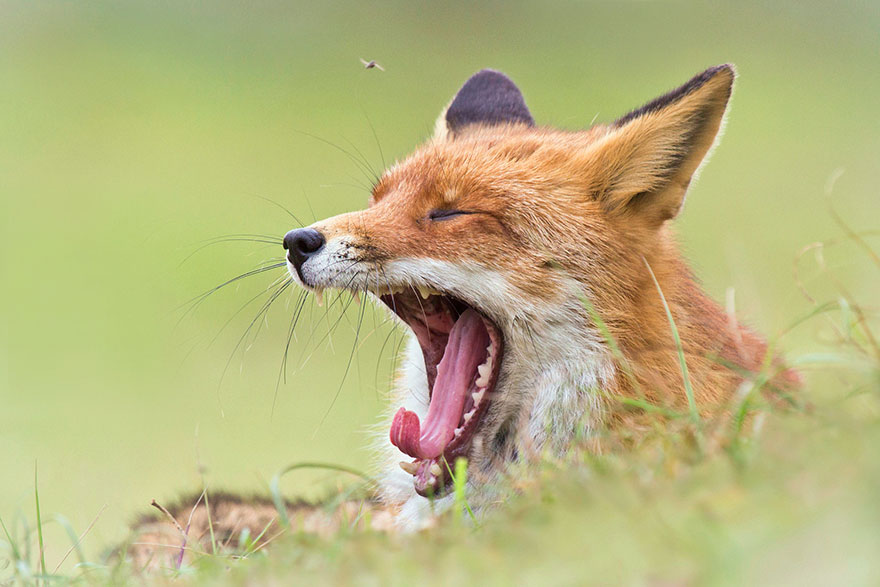 Photographer Reveals Rarely Seen Side Of Wild Foxes Photographer Reveals Rarely Seen Side Of Wild Foxes