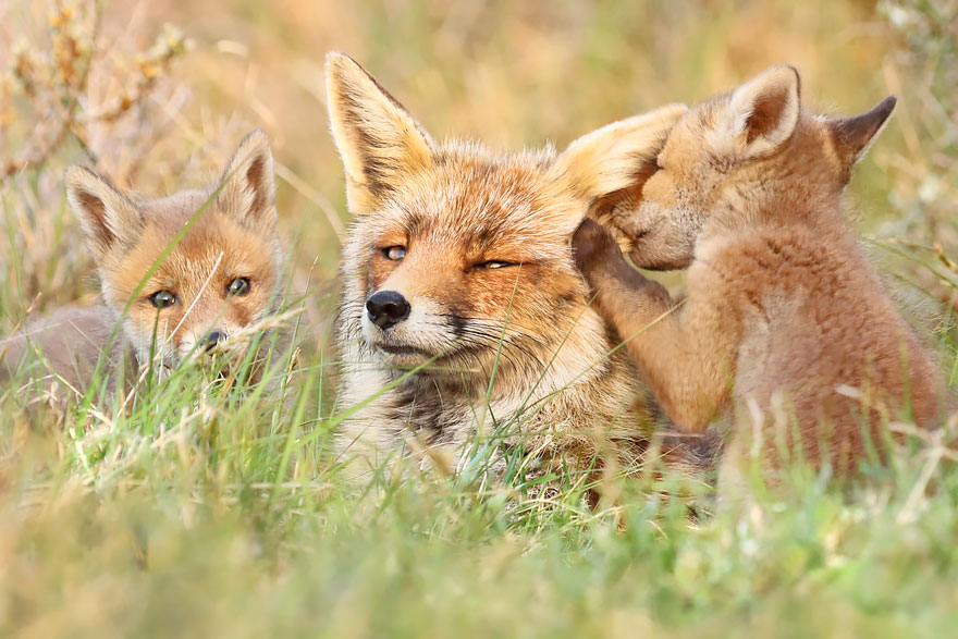Photographer Reveals Rarely Seen Side Of Wild Foxes Photographer Reveals Rarely Seen Side Of Wild Foxes