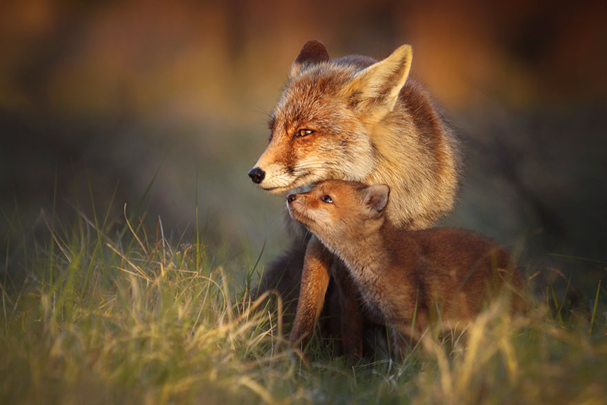 Photographer Reveals Rarely Seen Side Of Wild Foxes Photographer Reveals Rarely Seen Side Of Wild Foxes