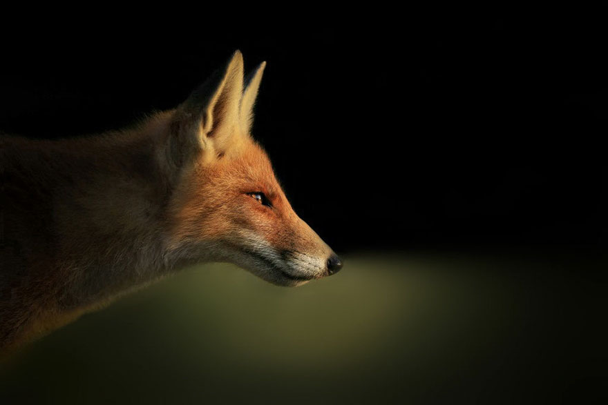 Photographer Reveals Rarely Seen Side Of Wild Foxes Photographer Reveals Rarely Seen Side Of Wild Foxes