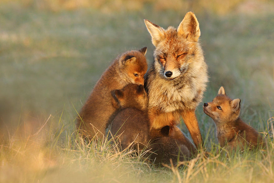 Photographer Reveals Rarely Seen Side Of Wild Foxes Photographer Reveals Rarely Seen Side Of Wild Foxes