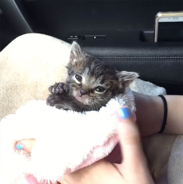 Kitten Orphaned Since He Was Born Now Wouldn’t Let Go Of His 2 New Mamas Kitten Orphaned Since He Was Born Now Wouldn’t Let Go Of His 2 New Mamas