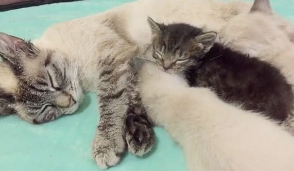 Kitten Orphaned Since He Was Born Now Wouldn’t Let Go Of His 2 New Mamas Kitten Orphaned Since He Was Born Now Wouldn’t Let Go Of His 2 New Mamas