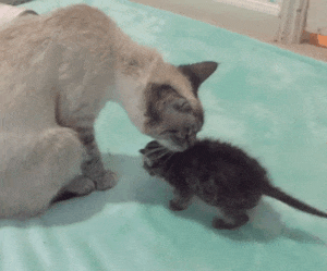 Kitten Orphaned Since He Was Born Now Wouldn’t Let Go Of His 2 New Mamas Kitten Orphaned Since He Was Born Now Wouldn’t Let Go Of His 2 New Mamas