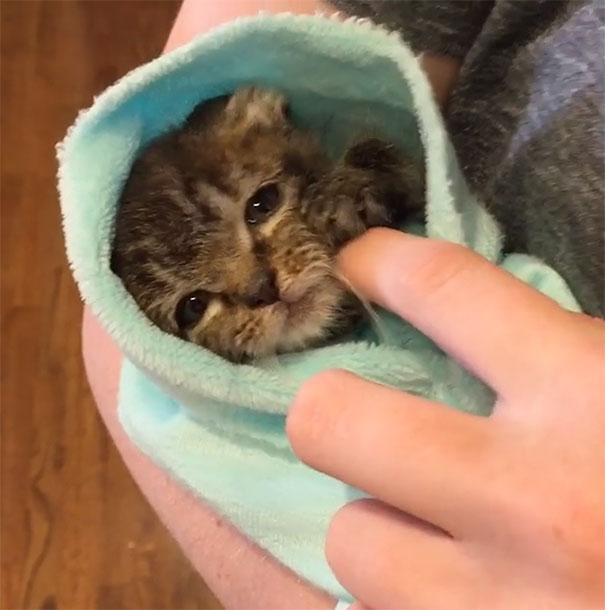 Kitten Orphaned Since He Was Born Now Wouldn’t Let Go Of His 2 New Mamas Kitten Orphaned Since He Was Born Now Wouldn’t Let Go Of His 2 New Mamas