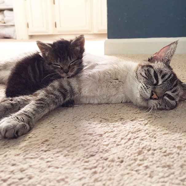Kitten Orphaned Since He Was Born Now Wouldn’t Let Go Of His 2 New Mamas Kitten Orphaned Since He Was Born Now Wouldn’t Let Go Of His 2 New Mamas