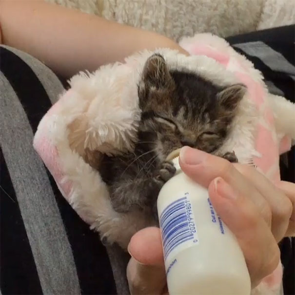 Kitten Orphaned Since He Was Born Now Wouldn’t Let Go Of His 2 New Mamas Kitten Orphaned Since He Was Born Now Wouldn’t Let Go Of His 2 New Mamas