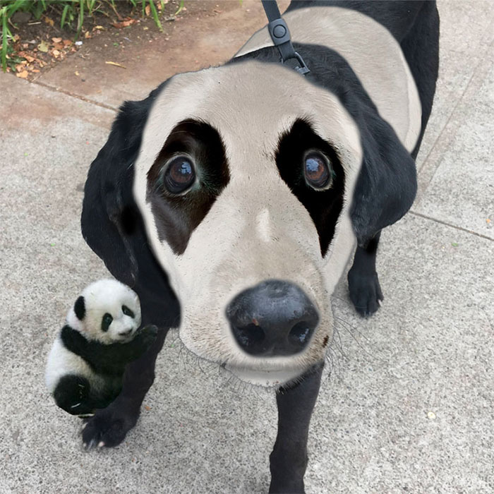 This Black Lab Is Slowly Turning White, So Internet Responds With Photoshop Battle