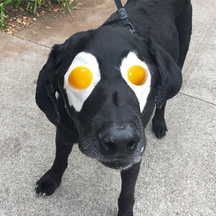 This Black Lab Is Slowly Turning White, So Internet Responds With Photoshop Battle
