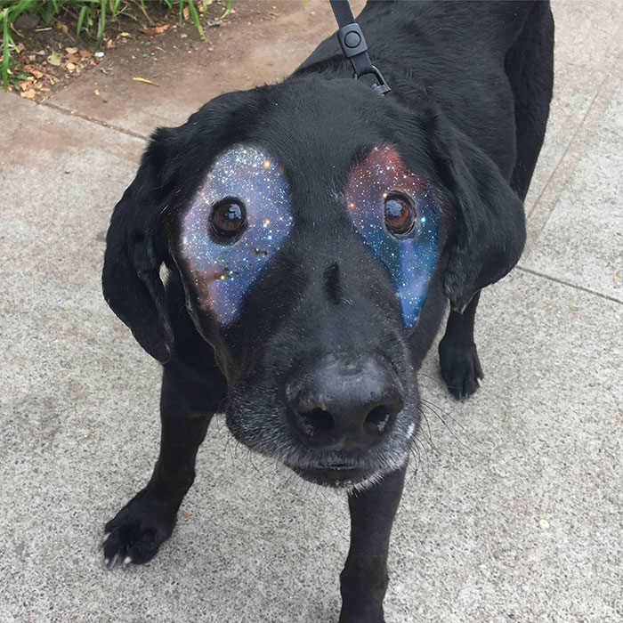 This Black Lab Is Slowly Turning White, So Internet Responds With Photoshop Battle