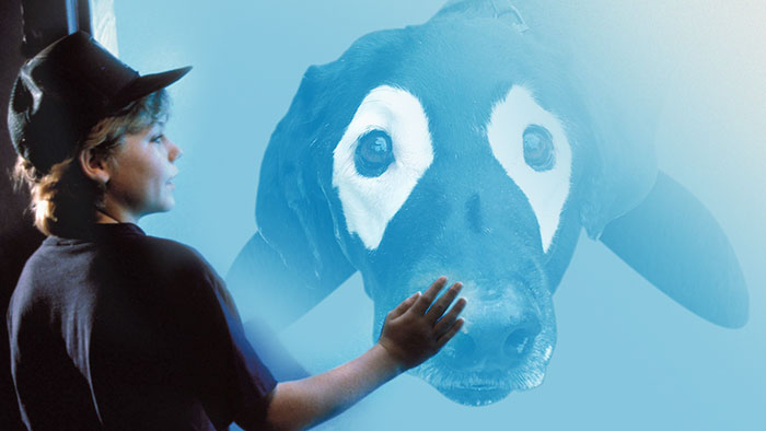 This Black Lab Is Slowly Turning White, So Internet Responds With Photoshop Battle