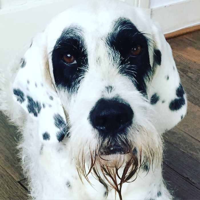 This Black Lab Is Slowly Turning White, So Internet Responds With Photoshop Battle