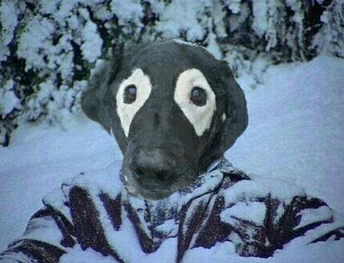 This Black Lab Is Slowly Turning White, So Internet Responds With Photoshop Battle