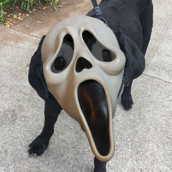 This Black Lab Is Slowly Turning White, So Internet Responds With Photoshop Battle