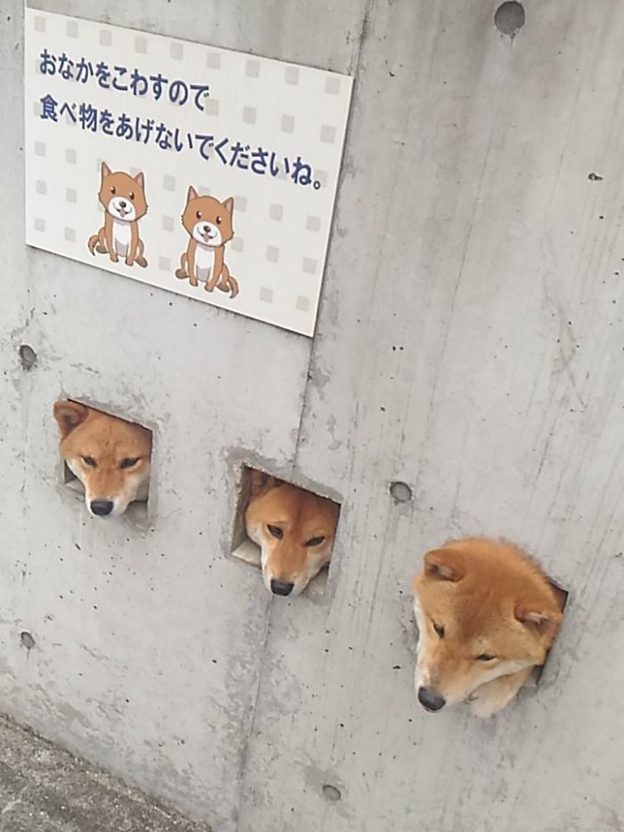 These Shiba Are Sticking Their Heads Out For Attention And It’s The Cutest Thing Ever These Shiba Are Sticking Their Heads Out For Attention And It’s The Cutest Thing Ever