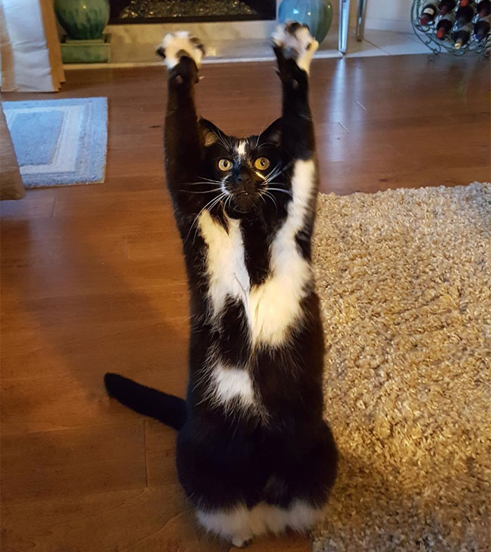 Photoshop The Real Reason Why This Cat Stands On Its Legs With Paws Up Photoshop The Real Reason Why This Cat Stands On Its Legs With Paws Up