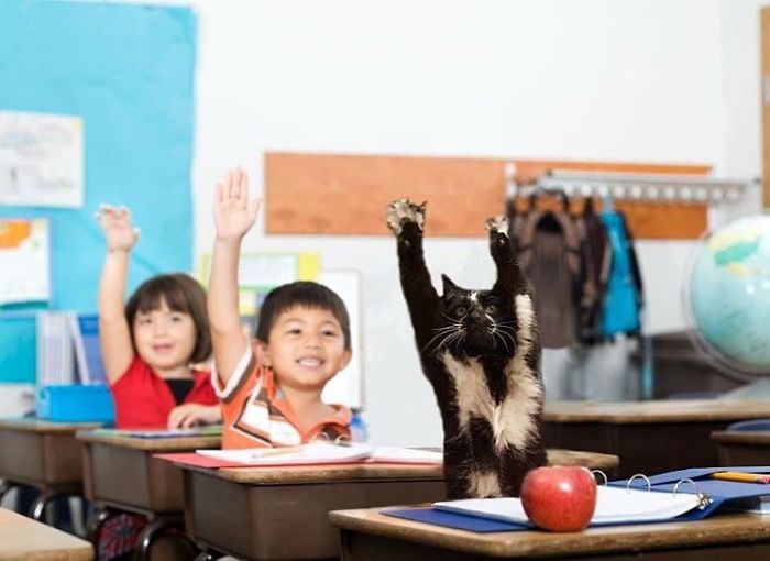 Photoshop The Real Reason Why This Cat Stands On Its Legs With Paws Up Photoshop The Real Reason Why This Cat Stands On Its Legs With Paws Up