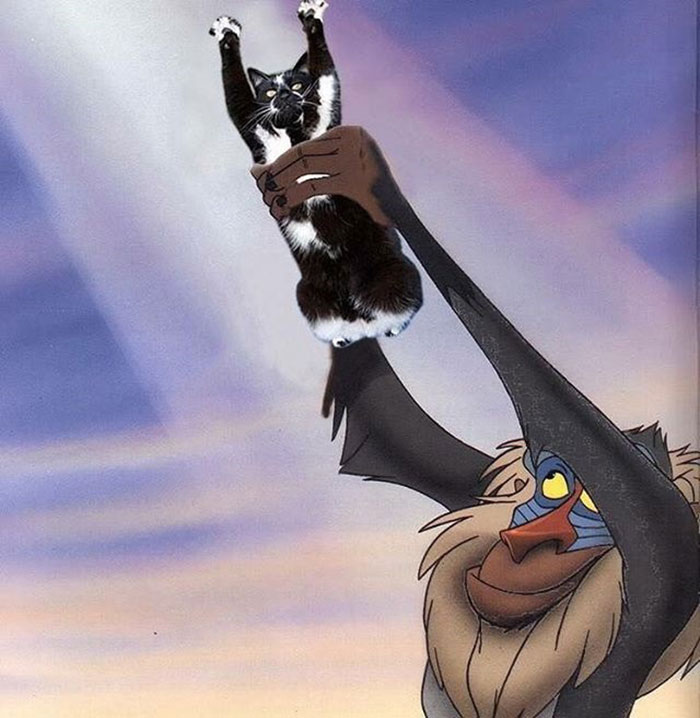 Photoshop The Real Reason Why This Cat Stands On Its Legs With Paws Up Photoshop The Real Reason Why This Cat Stands On Its Legs With Paws Up