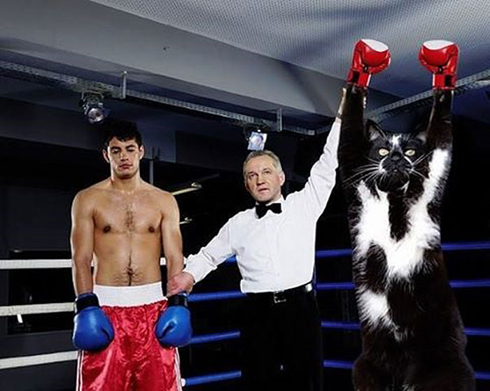 Photoshop The Real Reason Why This Cat Stands On Its Legs With Paws Up Photoshop The Real Reason Why This Cat Stands On Its Legs With Paws Up