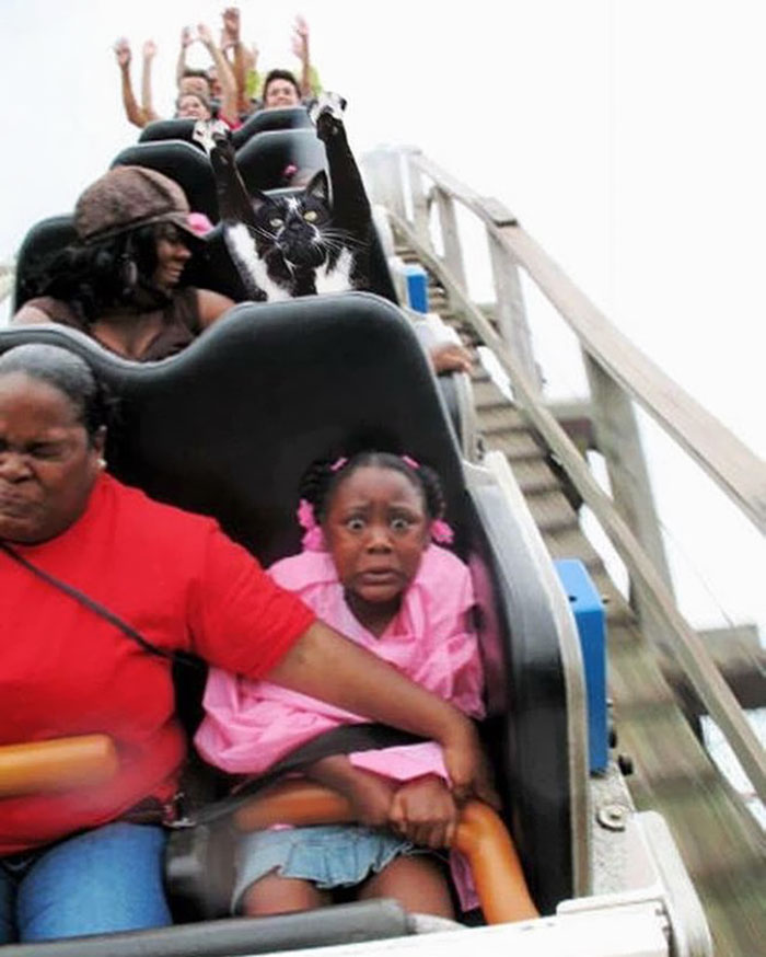 Photoshop The Real Reason Why This Cat Stands On Its Legs With Paws Up Photoshop The Real Reason Why This Cat Stands On Its Legs With Paws Up