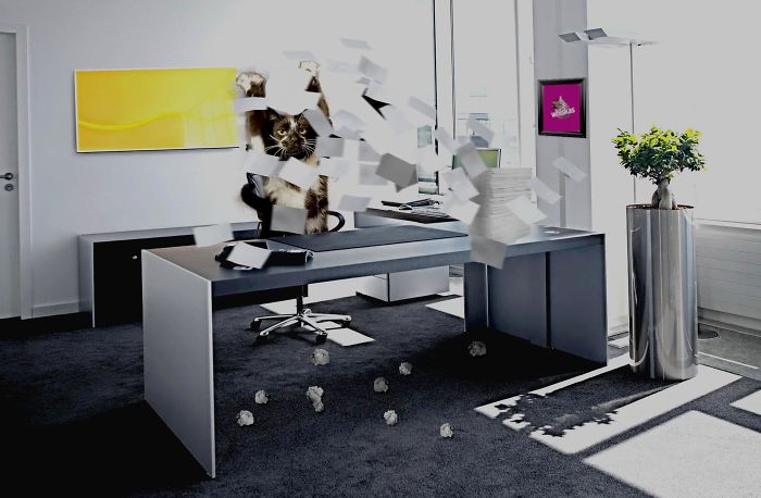 Photoshop The Real Reason Why This Cat Stands On Its Legs With Paws Up Photoshop The Real Reason Why This Cat Stands On Its Legs With Paws Up