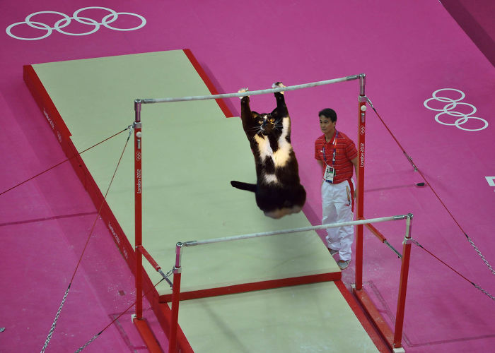 Photoshop The Real Reason Why This Cat Stands On Its Legs With Paws Up Photoshop The Real Reason Why This Cat Stands On Its Legs With Paws Up