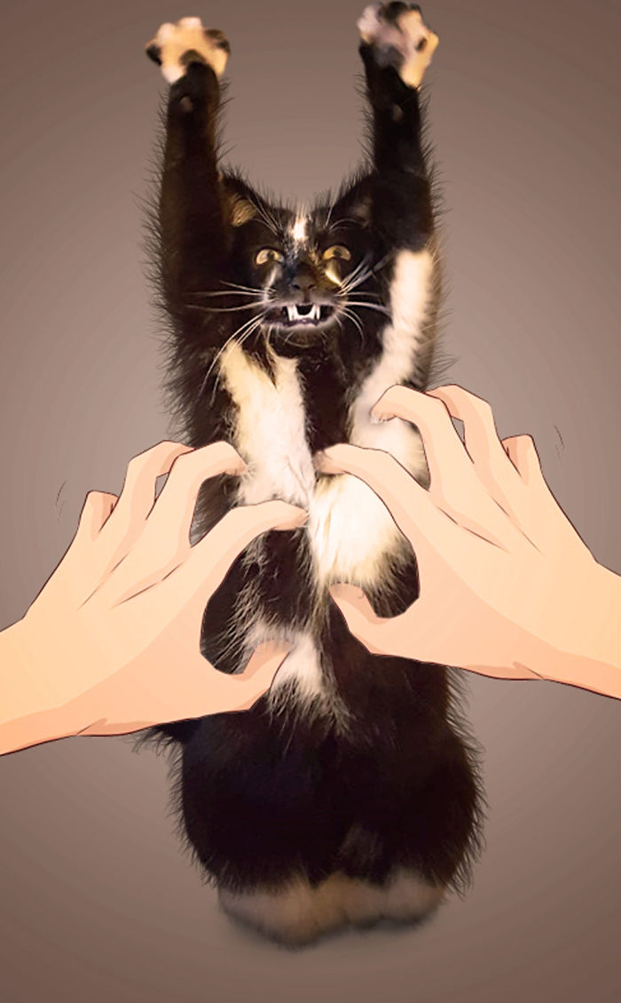 Photoshop The Real Reason Why This Cat Stands On Its Legs With Paws Up Photoshop The Real Reason Why This Cat Stands On Its Legs With Paws Up