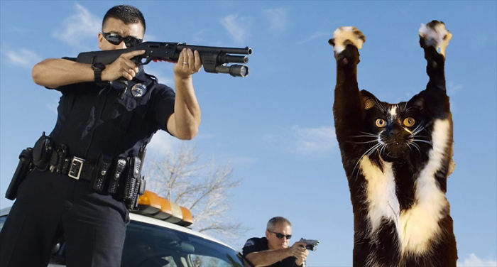 Photoshop The Real Reason Why This Cat Stands On Its Legs With Paws Up Photoshop The Real Reason Why This Cat Stands On Its Legs With Paws Up