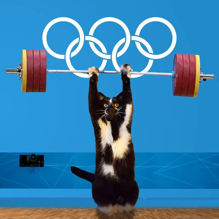 Photoshop The Real Reason Why This Cat Stands On Its Legs With Paws Up Photoshop The Real Reason Why This Cat Stands On Its Legs With Paws Up