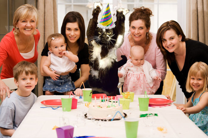 Photoshop The Real Reason Why This Cat Stands On Its Legs With Paws Up Photoshop The Real Reason Why This Cat Stands On Its Legs With Paws Up