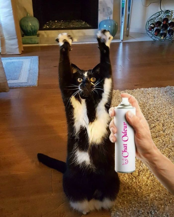 Photoshop The Real Reason Why This Cat Stands On Its Legs With Paws Up Photoshop The Real Reason Why This Cat Stands On Its Legs With Paws Up