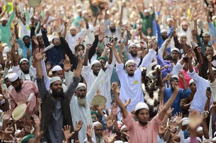 Photoshop The Real Reason Why This Cat Stands On Its Legs With Paws Up Photoshop The Real Reason Why This Cat Stands On Its Legs With Paws Up