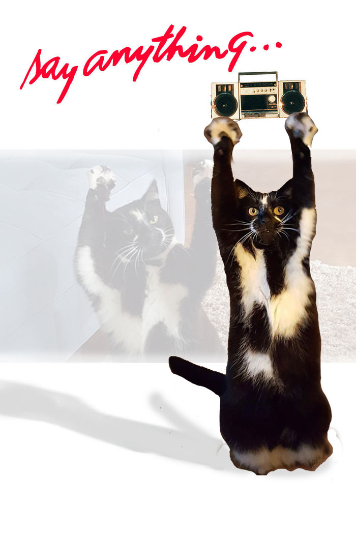 Photoshop The Real Reason Why This Cat Stands On Its Legs With Paws Up Photoshop The Real Reason Why This Cat Stands On Its Legs With Paws Up