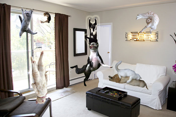 Photoshop The Real Reason Why This Cat Stands On Its Legs With Paws Up Photoshop The Real Reason Why This Cat Stands On Its Legs With Paws Up