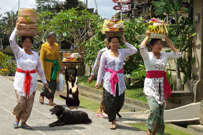 Photoshop The Real Reason Why This Cat Stands On Its Legs With Paws Up Photoshop The Real Reason Why This Cat Stands On Its Legs With Paws Up