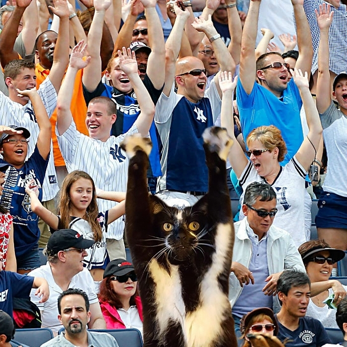 Photoshop The Real Reason Why This Cat Stands On Its Legs With Paws Up Photoshop The Real Reason Why This Cat Stands On Its Legs With Paws Up