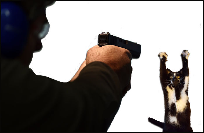 Photoshop The Real Reason Why This Cat Stands On Its Legs With Paws Up Photoshop The Real Reason Why This Cat Stands On Its Legs With Paws Up