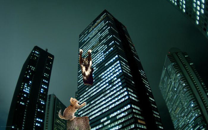 Photoshop The Real Reason Why This Cat Stands On Its Legs With Paws Up Photoshop The Real Reason Why This Cat Stands On Its Legs With Paws Up