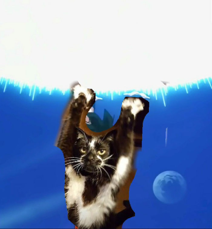 Photoshop The Real Reason Why This Cat Stands On Its Legs With Paws Up Photoshop The Real Reason Why This Cat Stands On Its Legs With Paws Up