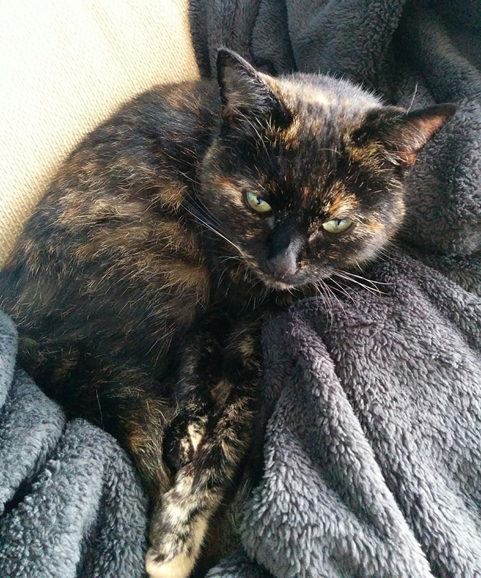 Cat Owner Finds A Note Attached To Its Collar, Learns Her Secret Cat Owner Finds A Note Attached To Its Collar, Learns Her Secret